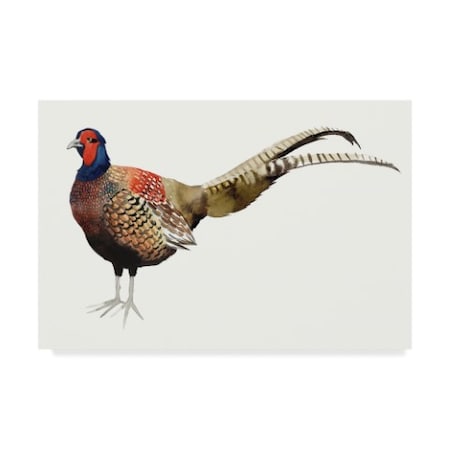 Grace Popp 'Watercolor Pheasant Ii' Canvas Art,22x32